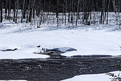 Miniature de Bernache sur la rivière Bell