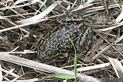 Miniature de Grenouille du Nord