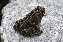 Miniature de Crapaud d'Amérique