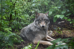 Miniature de Loup Gris