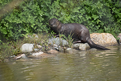 Miniature de Loutre de rivière