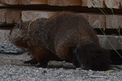 Miniature de Marmotte commune
