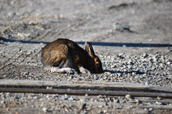 Miniature de Lièvre d'Amérique