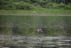 Miniature de Canard colvert