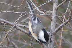 Miniature de Mésange à tête noire