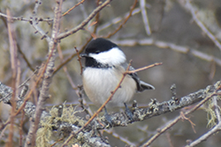 Miniature de Mésange à tête noire