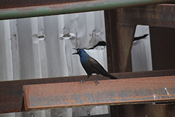 Miniature de Quiscale bronzé