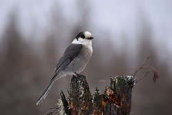 Miniature de Mésangeais du Canada