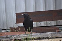 Miniature de Corneille d'Amérique