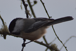Miniature de Mésange à tête noire