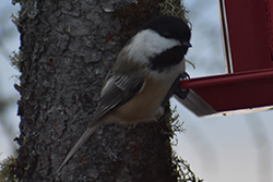 Miniature de Mésange à tête noire