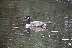 Miniature de Bernache du Canada