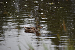Miniature de Canard noir