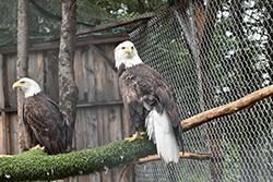 Miniature de Pygargue à tête blanche