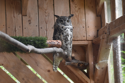 Miniature de Grand-duc d'Amérique