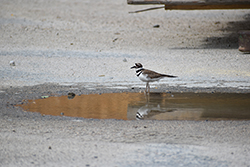 Miniature de Pluvier Kildir