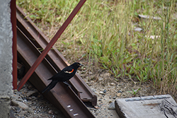Miniature de Carouge à épaulettes