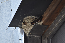 Miniature de Hirondelle à front blanc