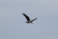 Miniature de Balbuzard pêcheur