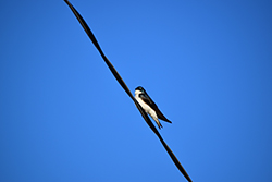 Miniature de Hirondelle bicolore