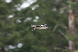 Miniature de Martin pêcheur femelle