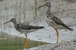 Miniature de Grand Chevalier