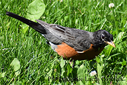 Miniature de Merle d'Amérique