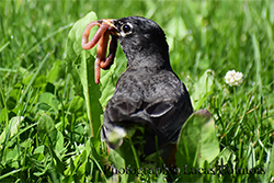 Miniature de Merle d'Amérique