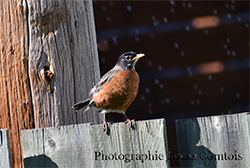 Miniature de Merle d'Amérique