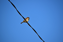 Miniature de Moineau domestique