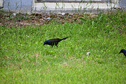 Miniature de Quiscale bronzé