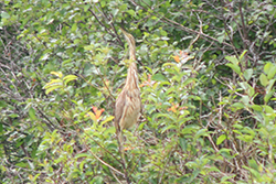 Miniature de Butor d'Amérique