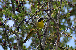 Miniature de Paruline Masquée