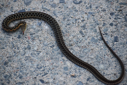 Miniature de Couleuvre rayée