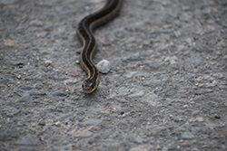 Miniature de Couleuvre rayée